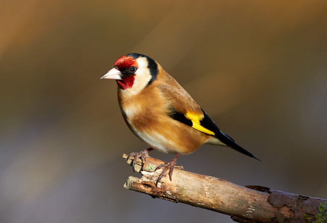 Обои картинки фото животные, щеглы,  чижи, птичка