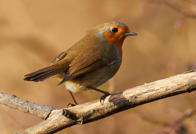 Обои картинки фото животные, птицы, птичка