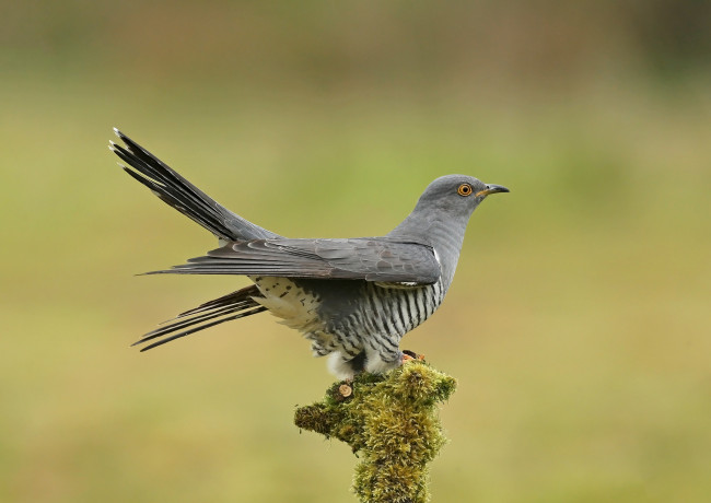 Обои картинки фото животные, птицы, птичка