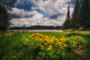 Картинка природа луга простор