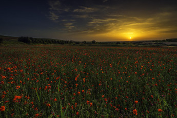 Картинка природа поля простор