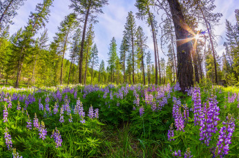 Картинка природа луга простор