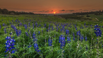 Картинка природа луга простор