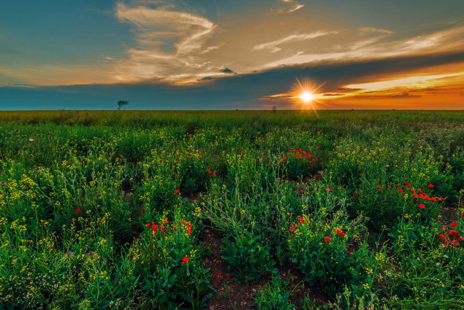 Обои картинки фото природа, поля, простор