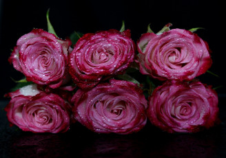 Картинка цветы розы розовый