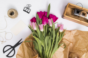 Картинка цветы тюльпаны бутоны