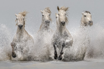 Картинка животные лошади табун