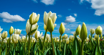 Картинка цветы тюльпаны