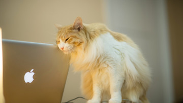 Картинка кошки животные коты