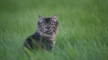 Картинка кошки животные коты