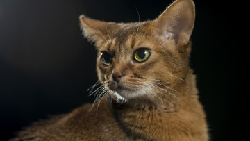 Картинка кошки животные коты