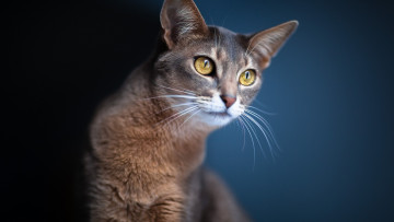 Картинка кошки животные коты