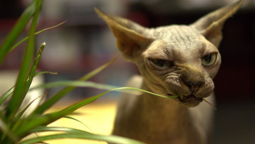 Картинка кошки животные коты