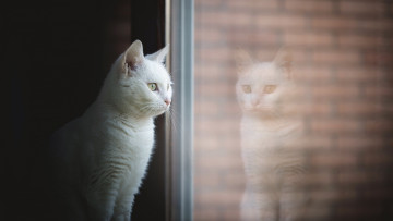 Картинка кошки животные коты