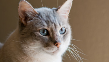 Картинка кошки животные коты