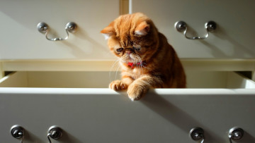 Картинка кошки животные коты