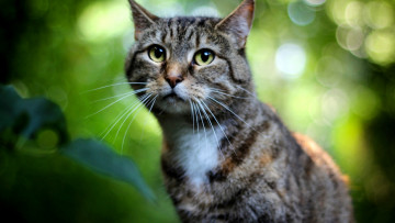 Картинка кошки животные коты