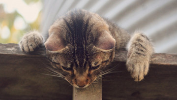 Картинка кошки животные коты