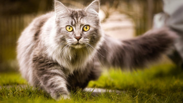 Картинка кошки животные коты