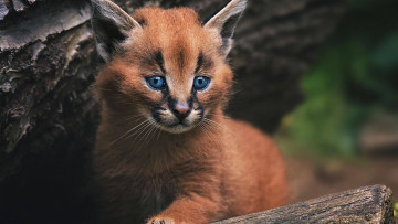 Картинка кошки животные рыси коты