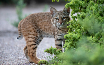 Картинка животные рыси рысёнок