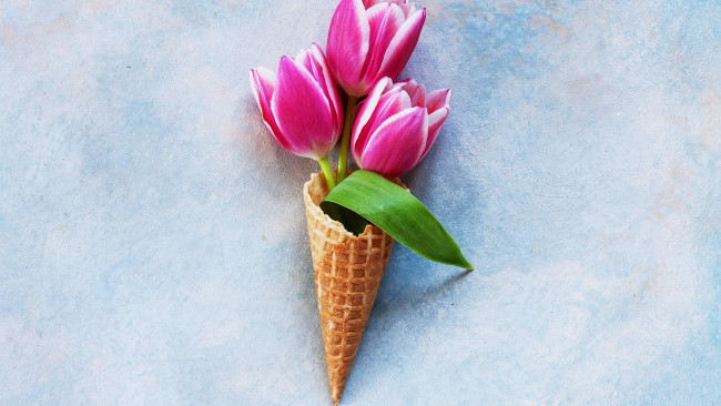 Обои картинки фото цветы, тюльпаны, бутоны