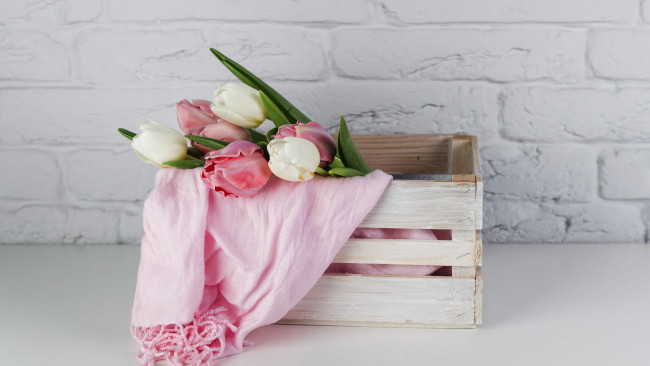 Обои картинки фото цветы, тюльпаны, бутоны