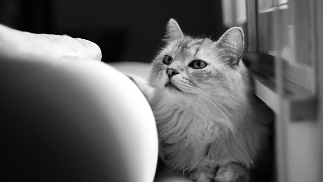 Обои картинки фото кошки, животные, коты