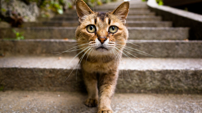 Обои картинки фото кошки, животные, коты