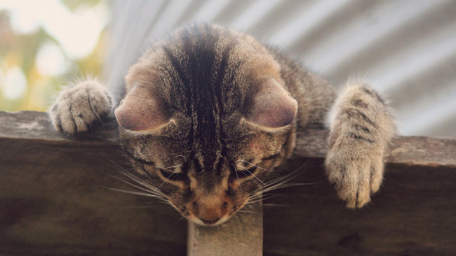 Обои картинки фото кошки, животные, коты