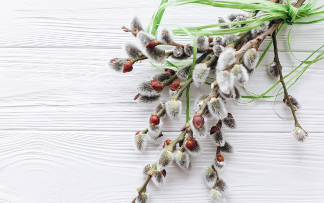 Обои картинки фото цветы, букеты,  композиции, верба