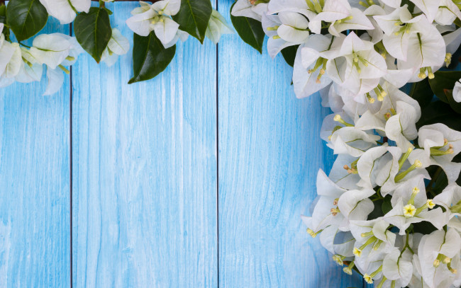 Обои картинки фото цветы, рододендроны , азалии, цветочки