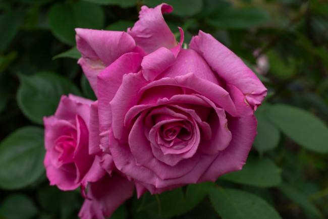 Обои картинки фото цветы, розы, розовый