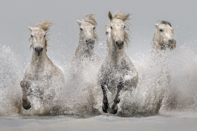 Обои картинки фото животные, лошади, табун