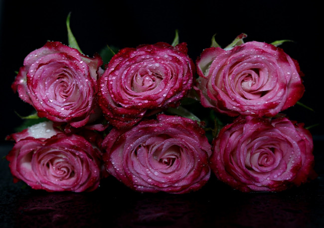 Обои картинки фото цветы, розы, розовый