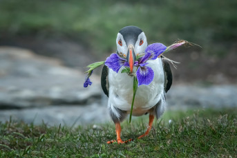 Картинка животные тупики птица