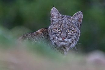 обоя животные, рыси, рысь