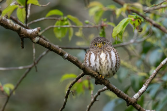 Картинка животные совы сова ветки листья боке