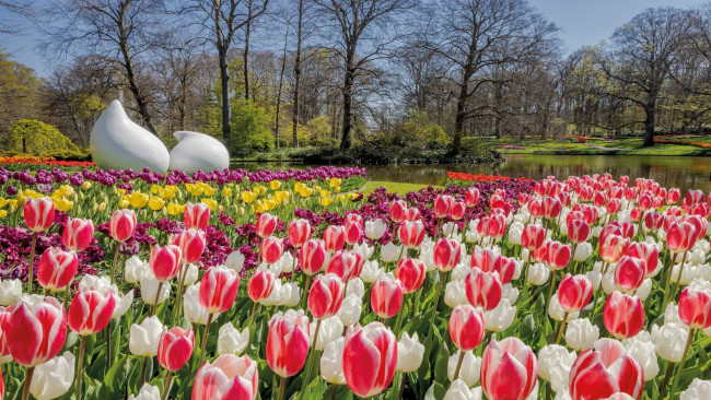 Обои картинки фото keukenhof garden, netherlands, природа, парк, keukenhof, garden