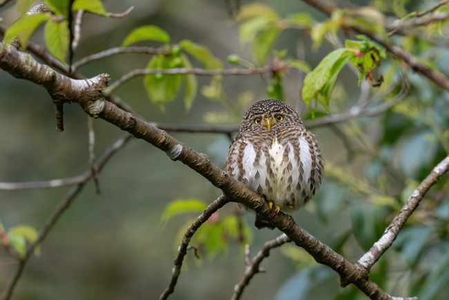 Обои картинки фото животные, совы, сова, ветки, листья, боке