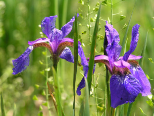 обоя цветы, ирисы