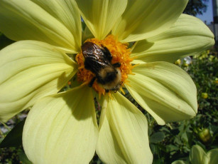 обоя цветы, георгины