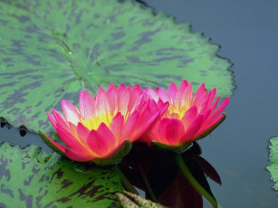 Картинка цветы лилии водяные нимфеи кувшинки