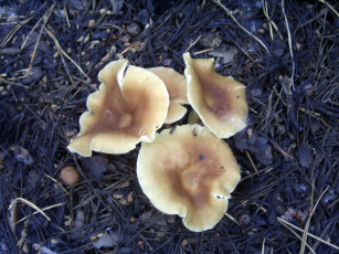 Картинка грибочкки природа