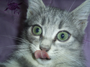 Картинка муся животные коты