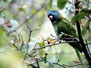 Картинка животные попугаи