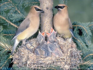 Картинка животные свиристели