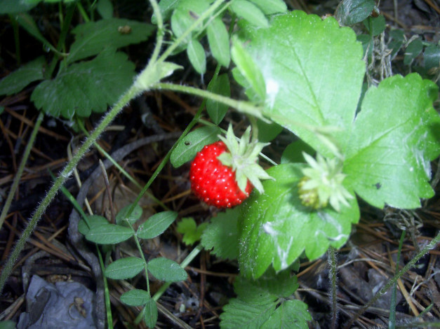 Обои картинки фото 