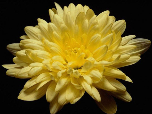 Обои картинки фото цветы, хризантемы