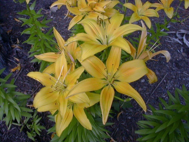 Обои картинки фото цветы, лилии, лилейники